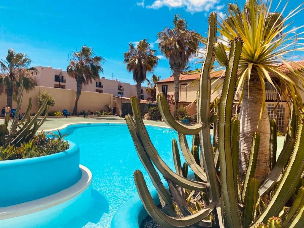 Surf And Chill Bungalow 70 Leilighet Parque Holandes Eksteriør bilde